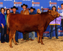 Red Wagyu bulls